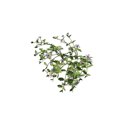 Enchanted