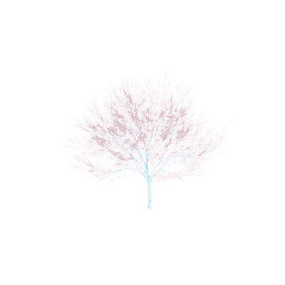 Oasis