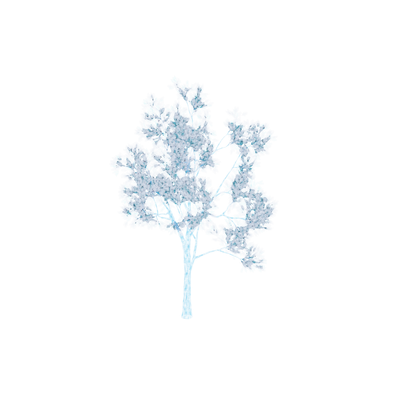 Oasis